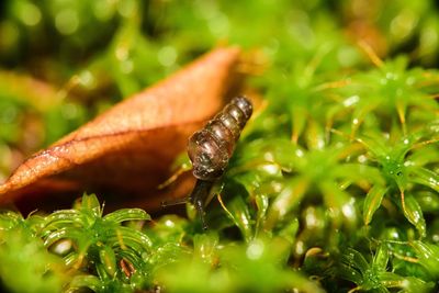 Close-up of lizard on grass