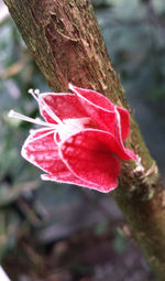 Close-up of pink flower