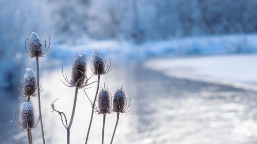 Close-up of frozen plant