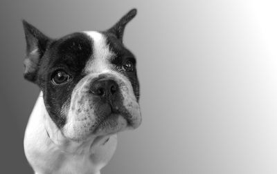 High angle view of dog against gray background