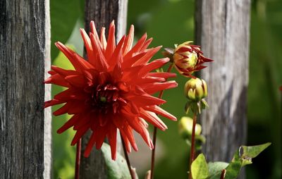 Close-up of insect on red flowering plant