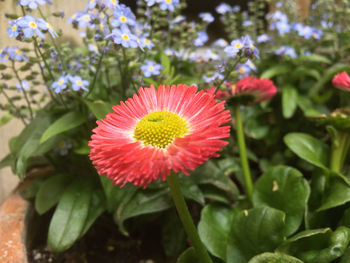 Close-up of pink flowers