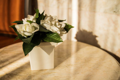 Close-up of white rose on table