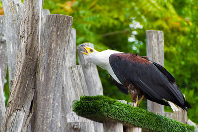 Close-up of bird perching on wooden post