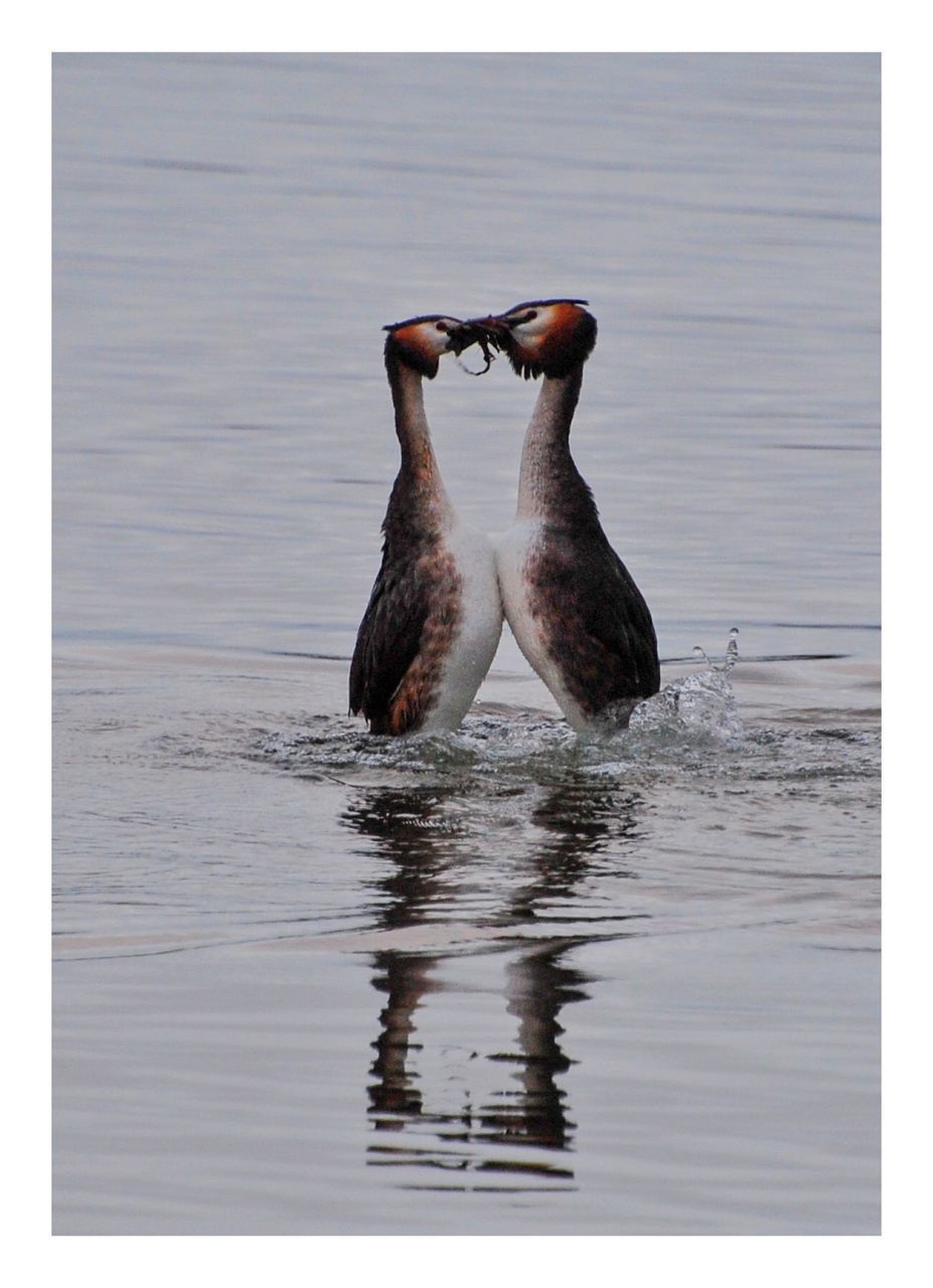 DUCKS IN A LAKE