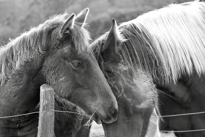 Close-up of horses in ranch