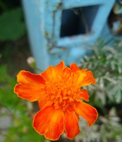 Close-up of flower blooming outdoors