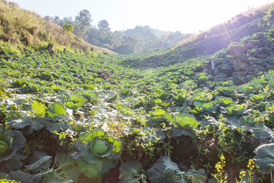 Close-up of fresh green plants in field