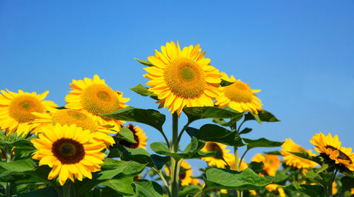 Low angle view of sunflower against sky