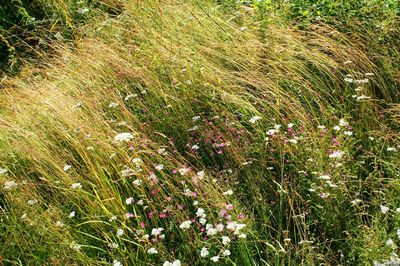 Plants growing on field