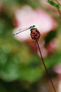 Close-up of insect on flower