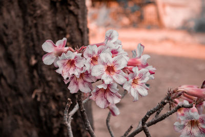 Close-up of pink cherry blossoms