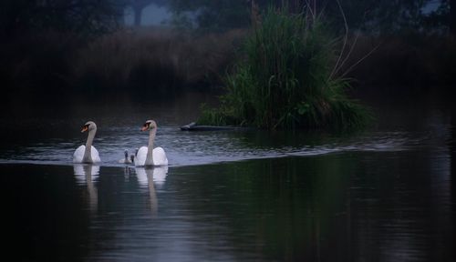 Swans swimming in lake