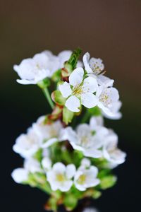 Close-up of white flowers against black background