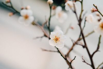 Close-up of cherry blossom