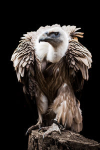 Close-up of owl perching on black background