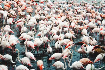 High angle view of flamingoes in lake