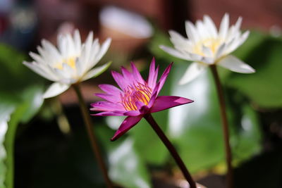 Close-up of purple water lily