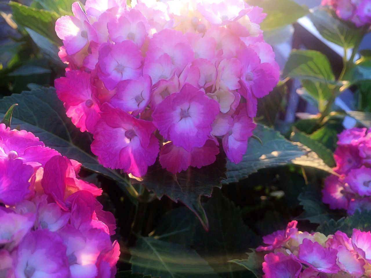 flower, freshness, fragility, pink color, petal, growth, beauty in nature, flower head, close-up, nature, blooming, plant, pink, in bloom, blossom, focus on foreground, park - man made space, outdoors, springtime, purple