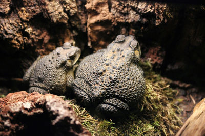 Poisonous and highly invasive cane toad rhinella marina in copenhagen zoo