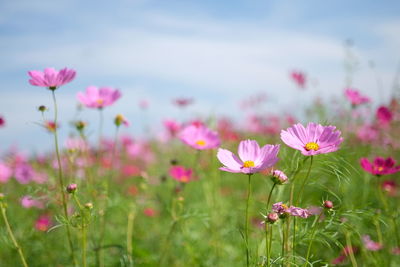 Close-up of pink cosmos flowers on field