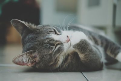 Close-up of cat sleeping