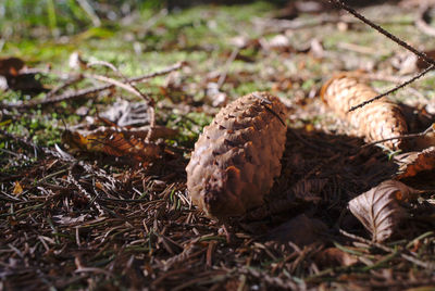 Close-up of mushroom growing on field