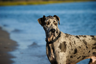 Great dane looking away at lakeshore
