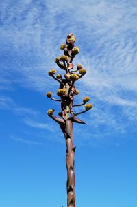 Low angle view of plant growing against sky