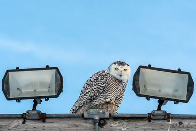 Snowy owl at the ball park