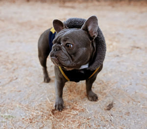 Portrait of dogs on field