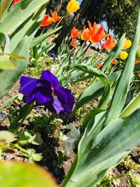 Close-up of purple flowering plants