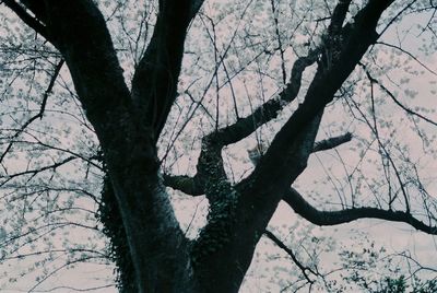 Low angle view of bare trees during winter