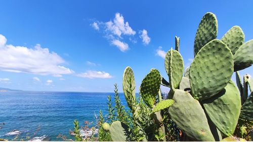 Cactus growing by sea against blue sky