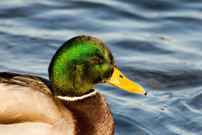 Close-up of a duck in a water