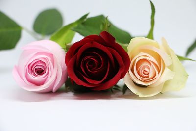 Close-up of roses against white background