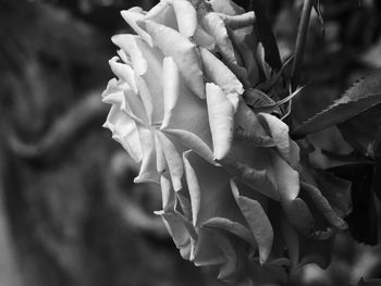 Close-up of flowers