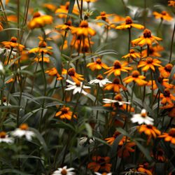 Close-up of orange flowering plants