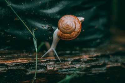 Close-up of snail