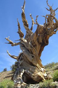 Low angle view of tree against blue sky