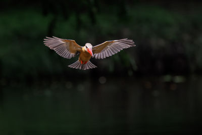 flying