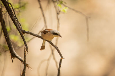 Close-up of bird perching on branch
