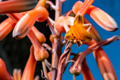 Close-up of orange flowering plant