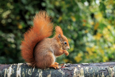 Squirrel on tree stump