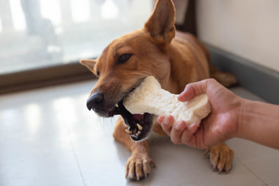 Midsection of person with dog on floor