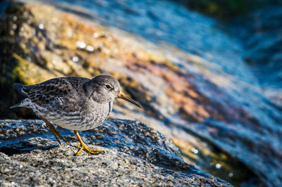 Close-up of a bird on rock