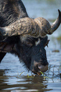 Close-up of a buffalo