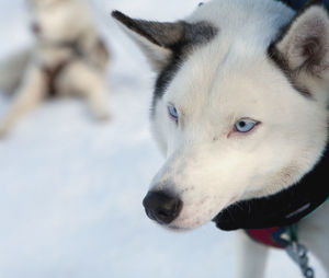 Close-up portrait of dog on snow