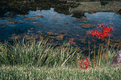 Close-up of red flowers in lake