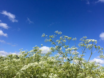 Low angle view of flowering plants against blue sky